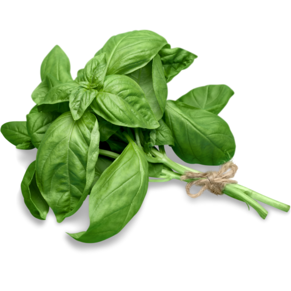 Basil