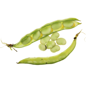 Broad Beans