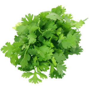 Coriander