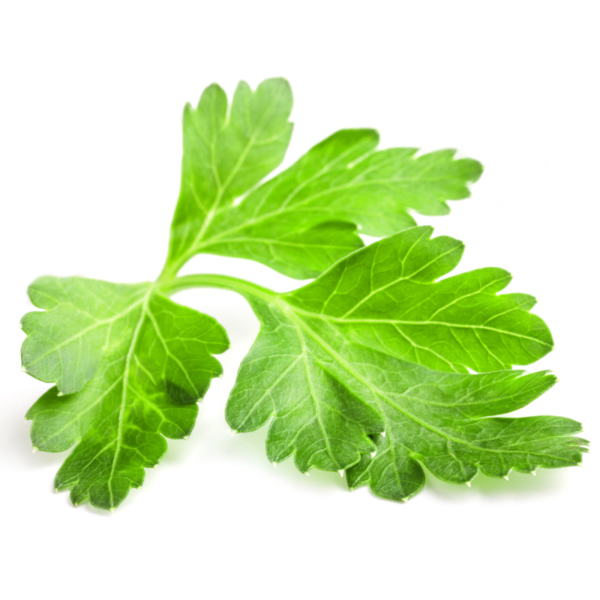 Flat Leaf Parsley