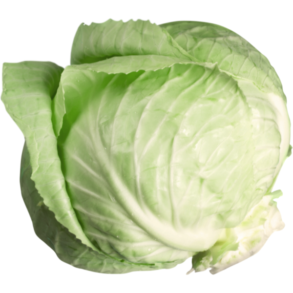 Hard White Cabbage