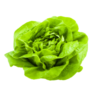 Round Lettuce