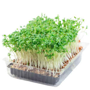 Salad Cress