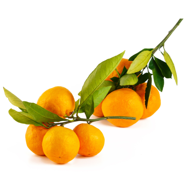 Satsumas