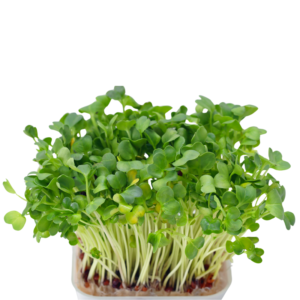 Watercress