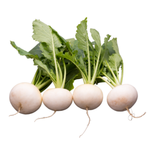 White Turnip